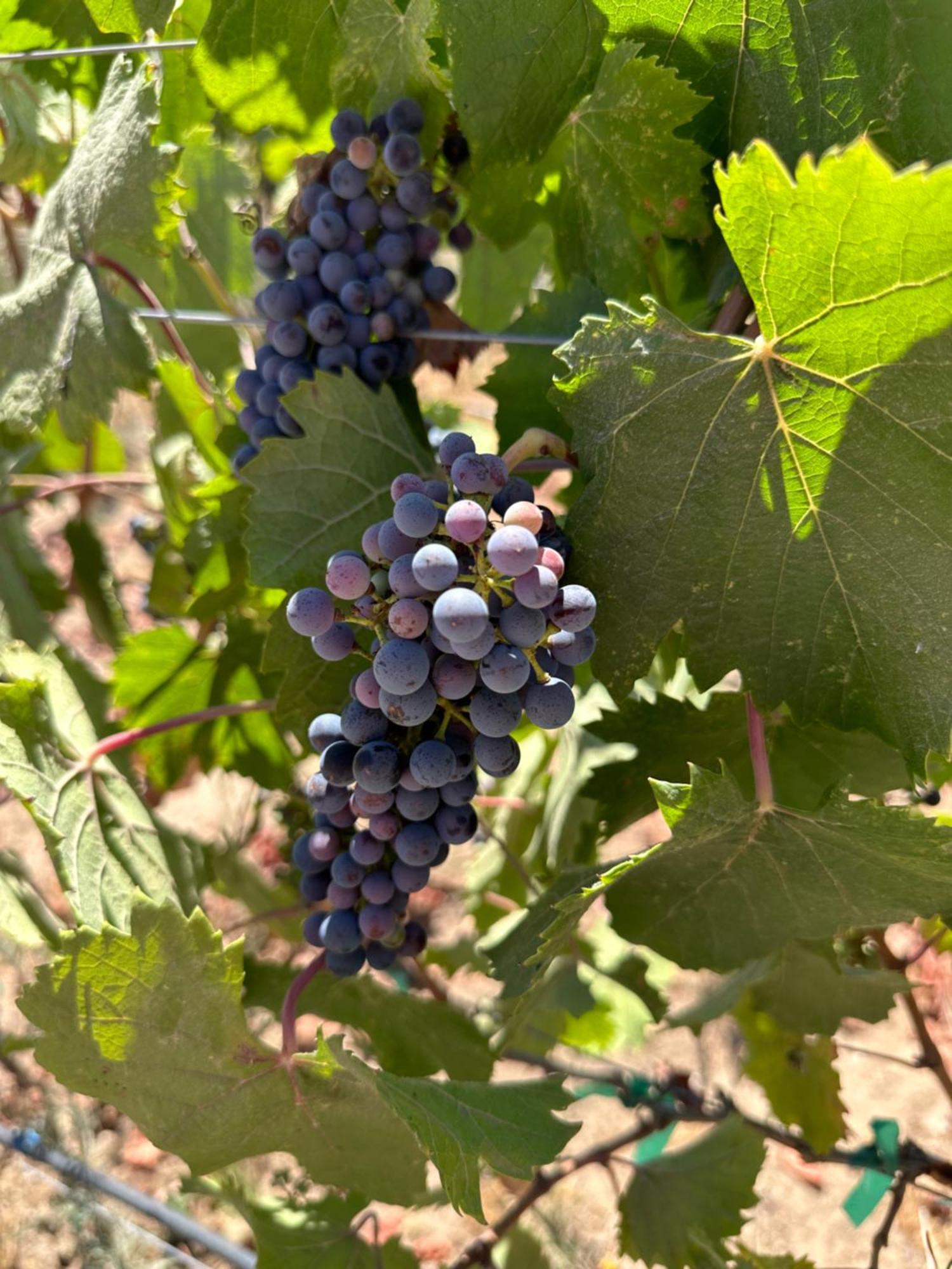 Sol Del Valle Valle de Guadalupe Luaran gambar